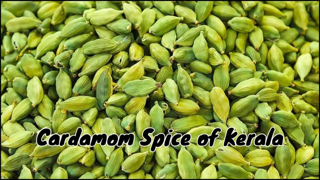 Cardamom Spice of Kerala, A Fragrant Treasure from the Western Ghats